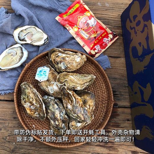 正宗乳山生蚝 一口吃下国家地标认证的鲜甜密码